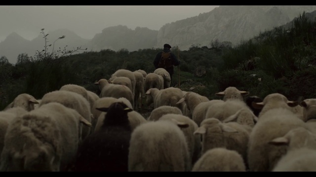 Video Reference: Ecoregion, Plant, Sky, Grass, Working animal, Atmospheric phenomenon, Natural landscape, Landscape, Morning, Grassland