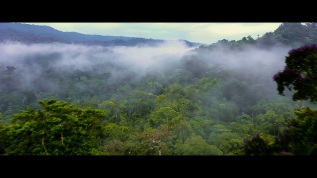 Video Reference: Cloud, Sky, Atmosphere, Plant community, Natural landscape, Plant, Terrestrial plant, Highland, Fog, Tree