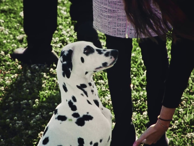 Video Reference: Dog, Dalmatian, White, Black, Green, Carnivore, Grass, Dog breed, Companion dog, Snout