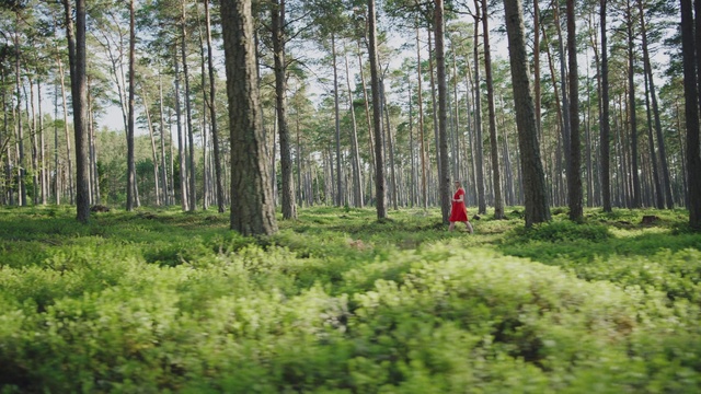 Video Reference: Plant, Plant community, Ecoregion, Natural landscape, Wood, People in nature, Tree, Terrestrial plant, Land lot, Trunk