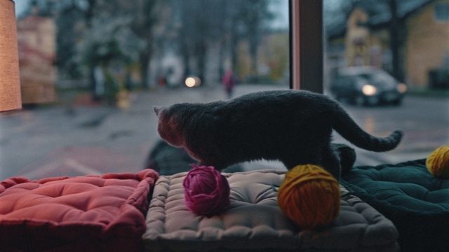 Video Reference: Orange, Felidae, Grey, Toy, Carnivore, Morning, Tree, Tints and shades, Small to medium-sized cats, Road surface