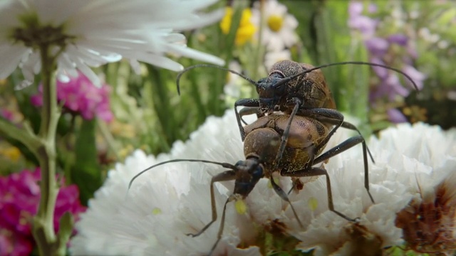 Video Reference: Flower, Plant, Insect, Pollinator, Arthropod, White, Petal, Botany, Pest, Beetle