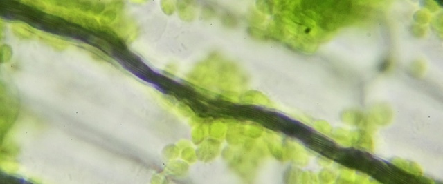 Video Reference: Plant, Wood, Twig, Terrestrial plant, Vegetation, Trunk, Natural landscape, Paint, Grass, Tints and shades