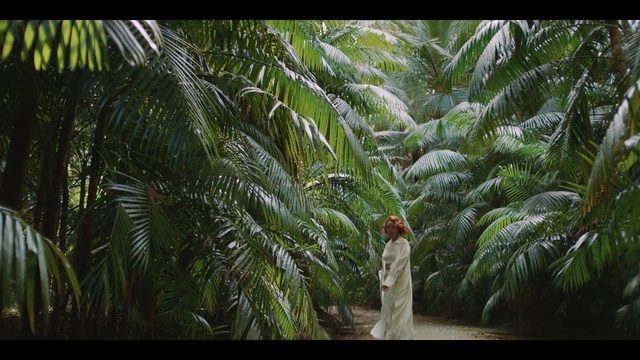 Video Reference: Plant, Terrestrial plant, Dress, Organism, Arecales, Tree, Trunk, Palm tree, Forest, Event