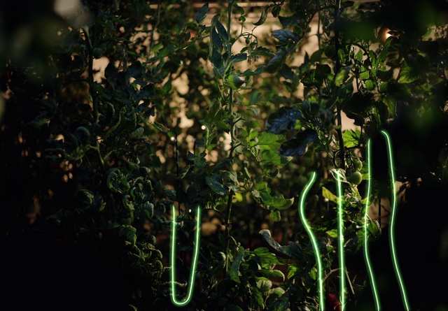 Video Reference: Leaf, Window, Plant, Branch, Sunlight, Terrestrial plant, Twig, Tints and shades, Grass, Water