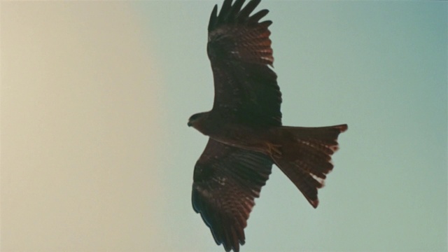 Video Reference: Brown, Bird, Sky, Accipitridae, Falcon, Beak, Falconiformes, Harrier, Eagle, Feather