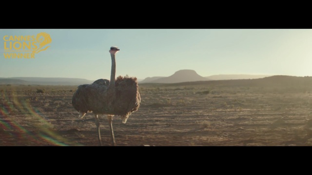 Video Reference: Sky, Ratite, Bird, Beak, Natural landscape, Plant, Ostrich, Water, Landscape, Flightless bird