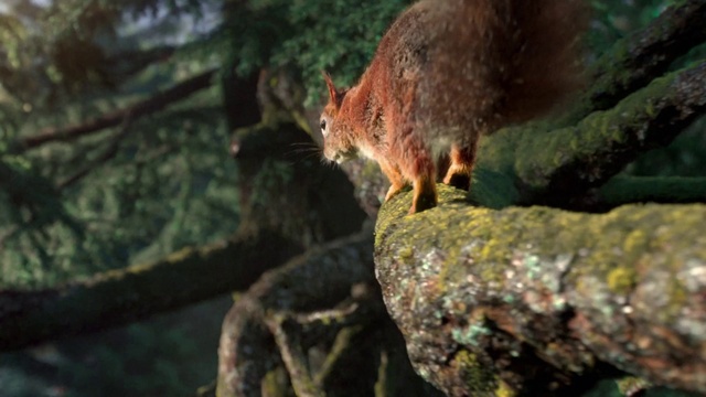 Video Reference: Wood, Fawn, Terrestrial animal, Rodent, Whiskers, Trunk, Tail, Squirrel, Forest, Fur