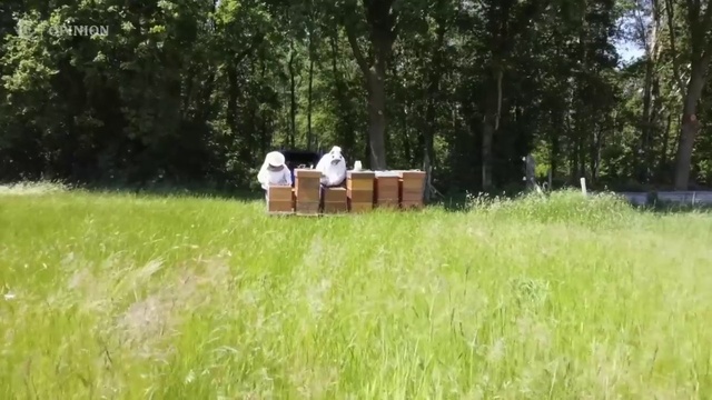 Video Reference: Plant, Tree, Land lot, Wood, Natural landscape, Grassland, Grass, Meadow, Landscape, Leisure