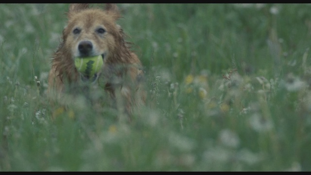 Video Reference: Dog, Dog breed, Carnivore, Plant, Grass, Companion dog, Fawn, Snout, Terrestrial animal, Sporting Group