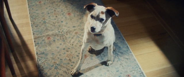 Video Reference: Dog, Carnivore, Collar, Dog breed, Fawn, Companion dog, Dog collar, Whiskers, Pet supply, Working animal