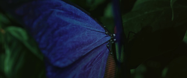 Video Reference: Pollinator, Plant, Insect, Arthropod, Window, Moths and butterflies, Pest, Tints and shades, Wing, Electric blue