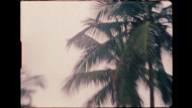 Video Reference: Plant, Sky, Nature, Tree, Arecales, Rectangle, Terrestrial plant, Cloud, Atmospheric phenomenon, Adaptation