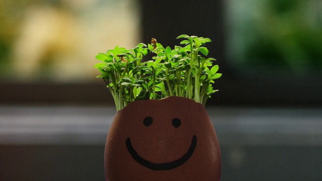 Video Reference: Plant, Flowerpot, Houseplant, Grass, Flower, Terrestrial plant, Smile, Groundcover, Annual plant, Happy