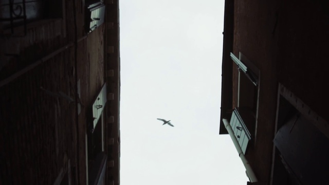 Video Reference: Bird, Sky, Grey, Building, Black-and-white, Tints and shades, Wood, Font, Wing, City
