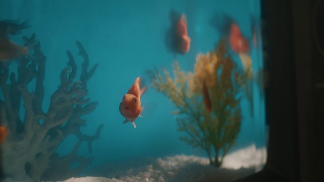 Video Reference: Water, Azure, Underwater, Organism, Fin, Fish, Marine biology, Art, Electric blue, Cnidaria