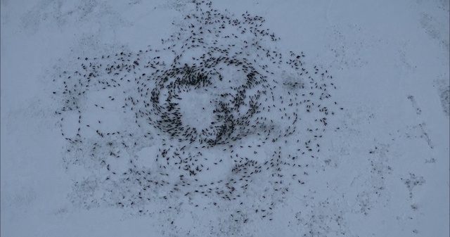 Video Reference: Mammal, Plant, Pattern, Art, Drawing, Monochrome, Event, Monochrome photography, Sky, Painting