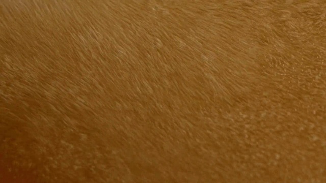 Video Reference: Brown, Wood, Flooring, Fawn, Floor, Beige, Tints and shades, Pattern, Peach, Soil