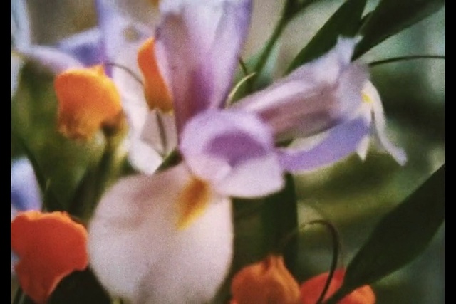 Video Reference: Flower, Plant, Botany, Petal, Purple, Terrestrial plant, Flowering plant, Close-up, Macro photography, Pedicel