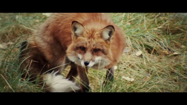 Video Reference: Red fox, Fox, Dog breed, Carnivore, Mammal, Organism, Grass, Fawn, Whiskers, Adaptation