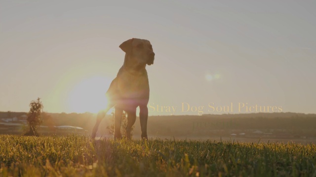 Video Reference: Sky, Plant, Dog, People in nature, Carnivore, Tree, Gesture, Dog breed, Working animal, Happy