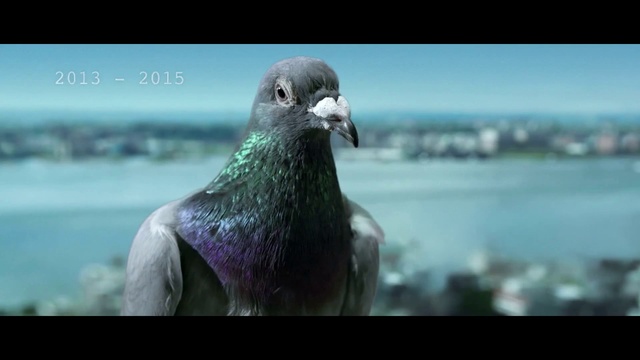 Video Reference: Water, Bird, Beak, Feather, Adaptation, Electric blue, Natural material, Wing, Travel, Falconiformes