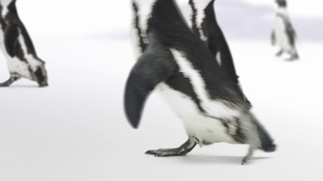 Video Reference: Bird, Beak, Feather, Tail, Wing, Flightless bird, Terrestrial animal, Seabird, Claw, Balance