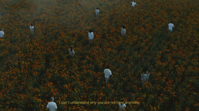 Video Reference: Nature, People in nature, Organism, Grass, Grassland, Pattern, Art, Natural landscape, Wildflower, Font