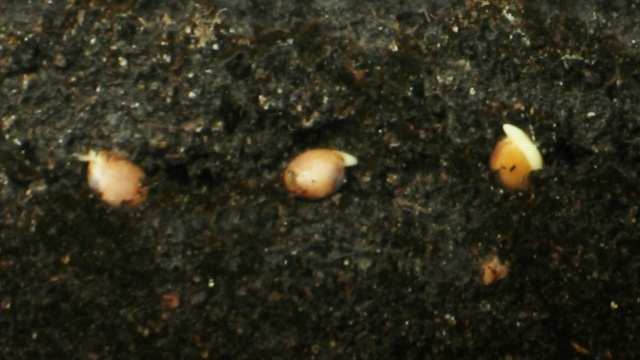 Video Reference: Asphalt, Natural material, Road surface, Wood, Soil, Science, Invertebrate, Mixture, Insect, Darkness