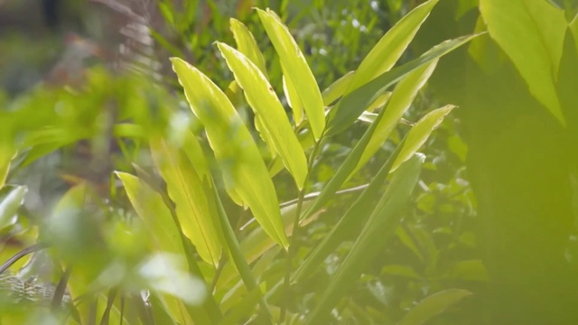 Video Reference: Plant, Terrestrial plant, Grass, Flowering plant, Tree, Herb, Vascular plant, Plant stem, Twig, Macro photography