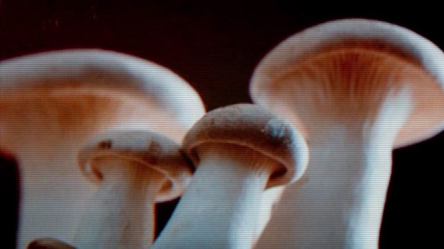 Video Reference: mushrooms, fungi, close-up, macro, nature, food, organic, group, dark background, caps, stems