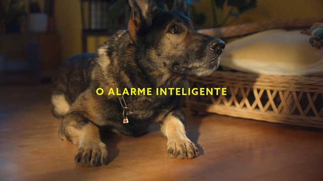 Video Reference: Dog, Dog breed, Carnivore, Whiskers, Companion dog, Fawn, Terrestrial animal, Sporting Group, Working animal, Canidae