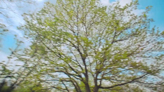Video Reference: Sky, Twig, Trunk, Natural landscape, Tree, Plant, Grass, Tints and shades, Deciduous, Flowering plant