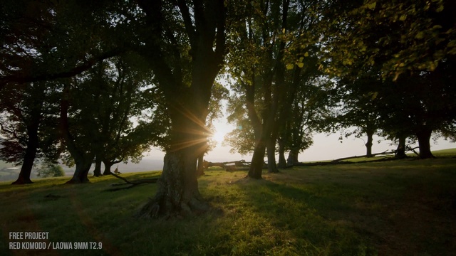 Video Reference: Plant, Sky, Tree, People in nature, Natural landscape, Wood, Shade, Branch, Trunk, Sunlight