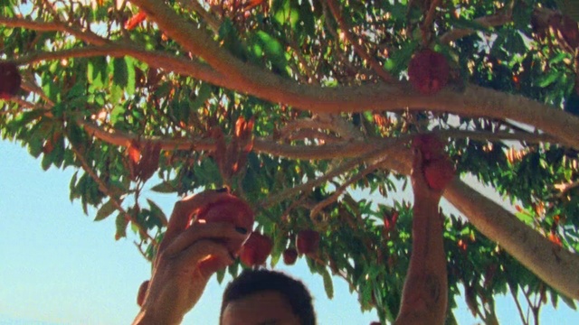 Video Reference: Leaf, Branch, Twig, Tree, Terrestrial plant, Arecales, Happy, People in nature, Trunk, Plant