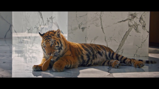 Video Reference: Felidae, Tiger, Carnivore, Organism, Whiskers, Siberian tiger, Terrestrial animal, Bengal tiger, Snout, Big cats