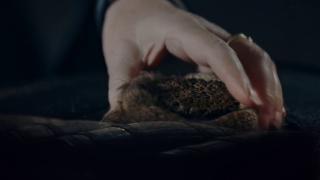 Video Reference: Hand, Rabbit, Felidae, Gesture, Finger, Comfort, Small to medium-sized cats, Fawn, Whiskers, Nail