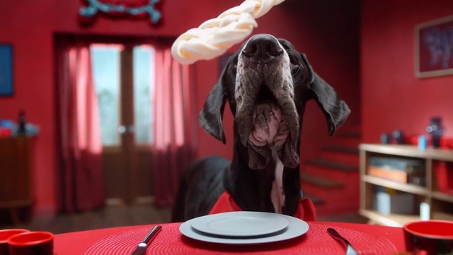 Video Reference: Elephant, Working animal, Shelf, Pink, Red, Dishware, Tableware, Bookcase, Comfort, Table