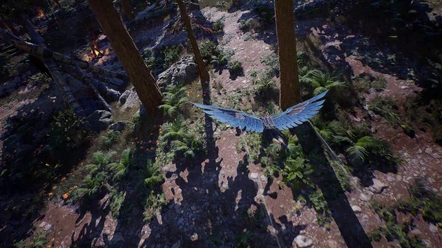 Video Reference: Plant, Bird, Tree, Terrestrial plant, Beak, Wing, Bird of prey, Landscape, Forest, Falconiformes