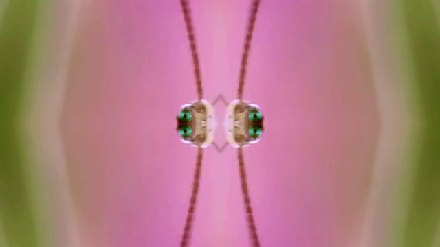 Video Reference: Plant, Body jewelry, Purple, Pink, Petal, Moisture, Magenta, Jewellery, Pest, Drop