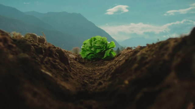 Video Reference: Sky, Plant, Cloud, Mountain, Vegetation, Natural landscape, Terrestrial plant, Wood, Groundcover, Grass