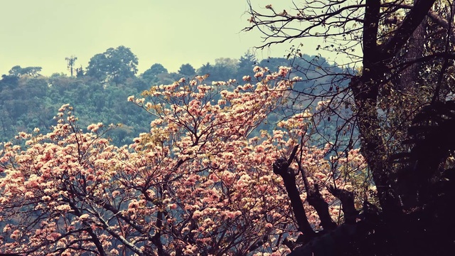 Video Reference: Sky, Flower, Twig, Wood, Sunlight, Tree, Natural landscape, Trunk, Morning, Tints and shades