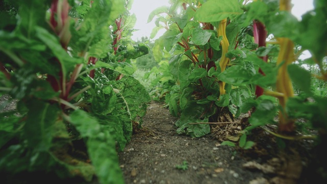 Video Reference: Plant, Flower, Leaf vegetable, Terrestrial plant, Groundcover, Grass, Flowering plant, Annual plant, Landscape, Shrub