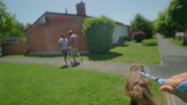 Video Reference: Plant, Dog, Sky, Carnivore, Grass, Building, Dog breed, Companion dog, Tree, Residential area