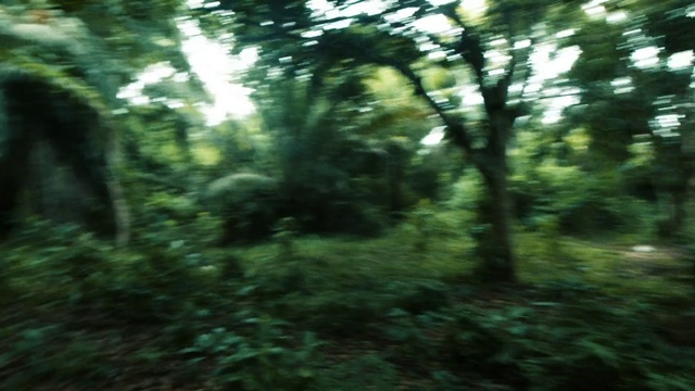 Video Reference: Plant, Natural landscape, Wood, Terrestrial plant, Trunk, Tree, Tints and shades, Grass, Landscape, Deciduous