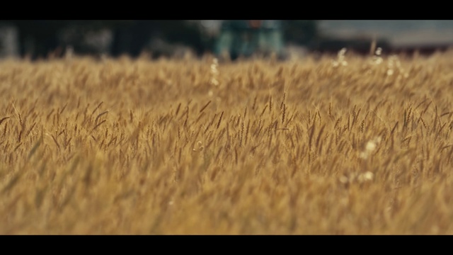 Video Reference: Plant, Natural landscape, Grass, Landscape, Wood, Agriculture, Wind, Grass family, Grassland, Horizon