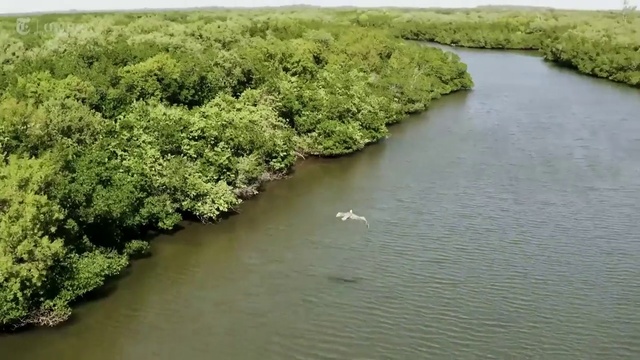 Video Reference: Water, Water resources, Plant, Natural landscape, Fluvial landforms of streams, Lake, Watercourse, Bank, Riparian zone, Groundcover
