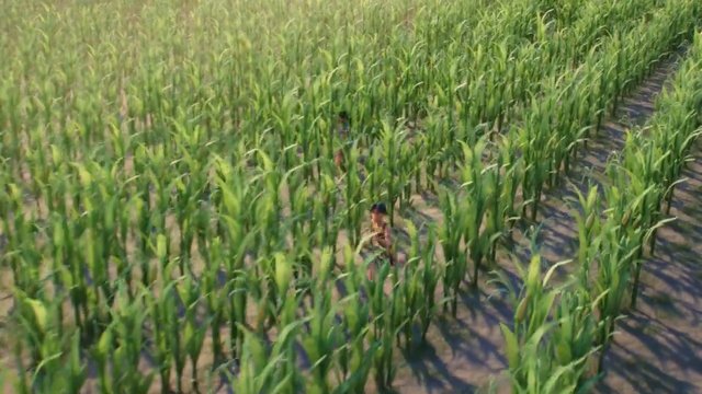 Video Reference: aerial, field, crop, agriculture, plants, green, rows, farmland, people, walking, outdoors, rural, muddy path, nature