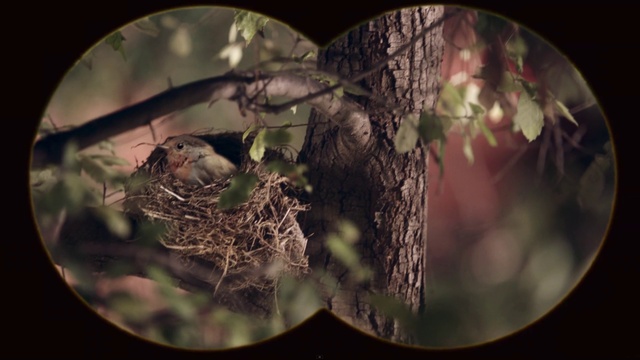 Video Reference: Bird, Light, Organ, Twig, World, Branch, Organism, Wood, Terrestrial plant, Plant