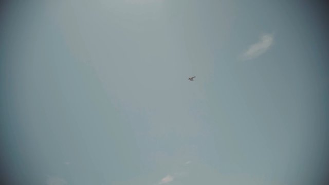 Video Reference: bird, sky, flying, clouds, air, nature, outdoors, minimal, open space, blue sky, wildlife, aviation